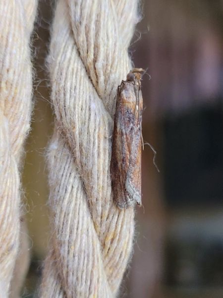 Selagia spadicella  - Thomas Lux