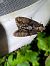 Apamea monoglypha  - Thomas Lux