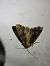 Apamea monoglypha  - Thomas Lux