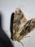 Apamea monoglypha  - Thomas Lux