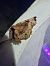 Selenia tetralunaria  - Thomas Lux