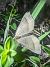 Scotopteryx chenopodiata 