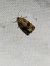 Celypha striana  - Thomas Lux