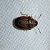 Neottiglossa pusilla  - Thomas Lux