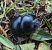 Trypocopris vernalis 