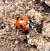 Coccinella magnifica  - Thomas Lux