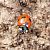 Coccinella magnifica  - Thomas Lux