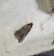Homaloxestis briantiella  - Thomas Lux