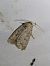 Hoplodrina octogenaria  - Thomas Lux
