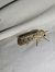 Hoplodrina octogenaria  - Thomas Lux
