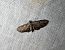Eupithecia virgaureata 