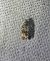 Endothenia sp. 