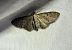 Eupithecia virgaureata  - Thomas Lux