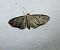 Eupithecia virgaureata  - Thomas Lux