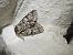 Acronicta auricoma  - Thomas Lux