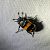Nicrophorus investigator 