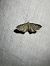 Eupithecia trisignaria  - Thomas Lux