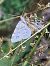 Mesotype didymata  - Thomas Lux