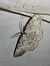 Elophos dilucidaria  - Thomas Lux