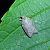Acleris sparsana  - Thomas Lux