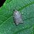 Acleris sparsana  - Thomas Lux
