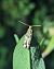 Nyctegretis lineana 