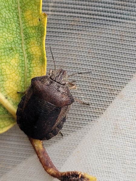 Eurygaster testudinaria  - Thomas Lux