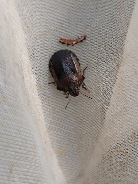Eurygaster testudinaria  - Thomas Lux