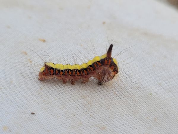 Acronicta psi  - Thomas Lux