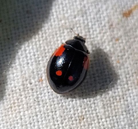 Coccinelle à deux points  - Thomas Lux