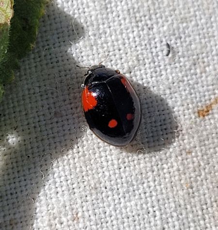 Coccinelle à deux points  - Thomas Lux