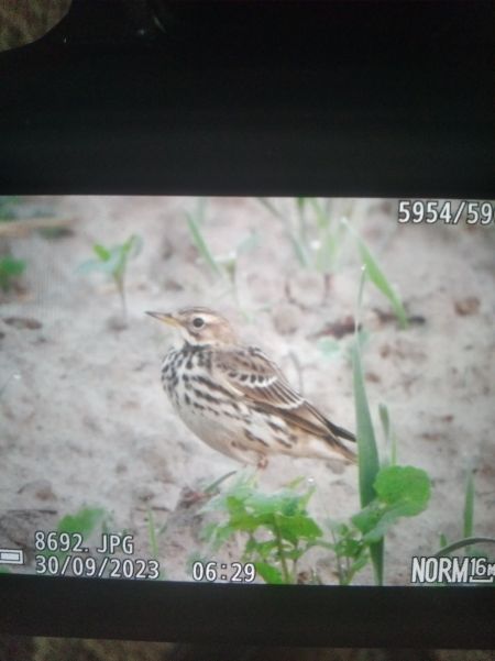 Red-throated Pipit  - Andrzej Lipiński