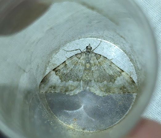 Nebula tophaceata 
