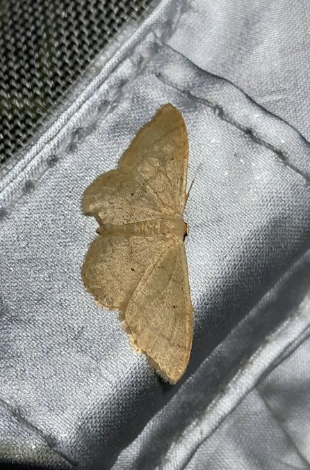 Idaea straminata  - Sylvain Lethuillier