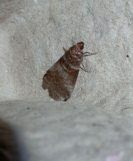 Acrobasis advenella  - Sylvain Lethuillier