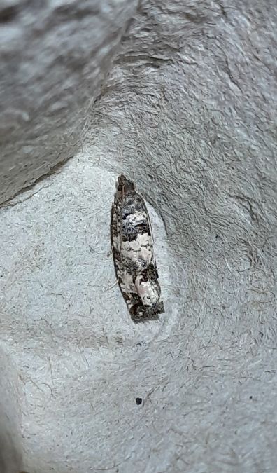 Notocelia incarnatana  - Sylvain Lethuillier