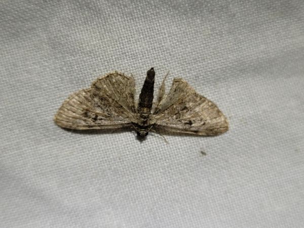 Eupithecia icterata  - Thomas Lux