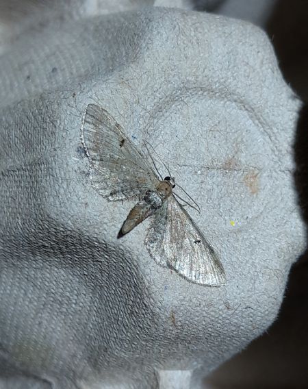 Eupithecia absinthiata  - Sylvain Lethuillier