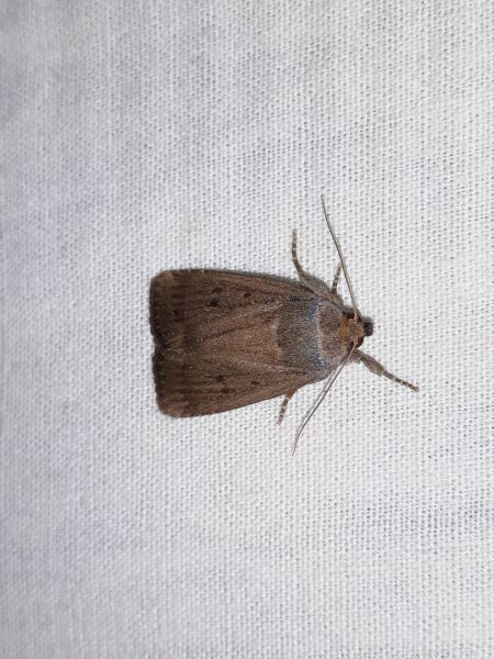 Amphipyra tragopoginis  - Sylvain Lethuillier