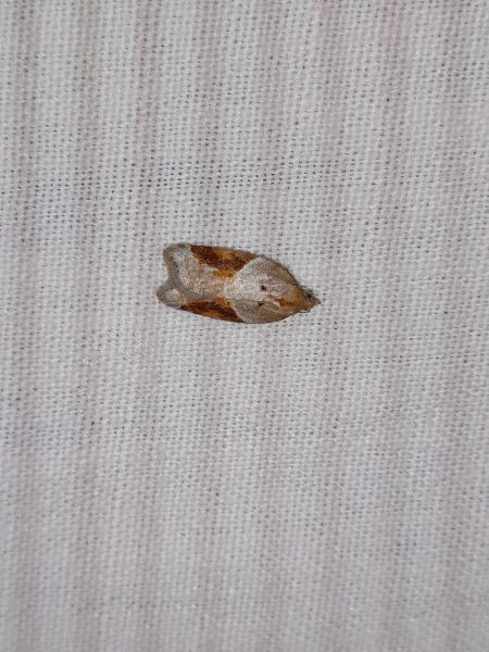 Acleris laterana  - Sylvain Lethuillier