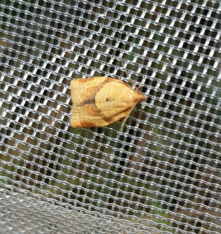 Clepsis consimilana  - Sylvain Lethuillier