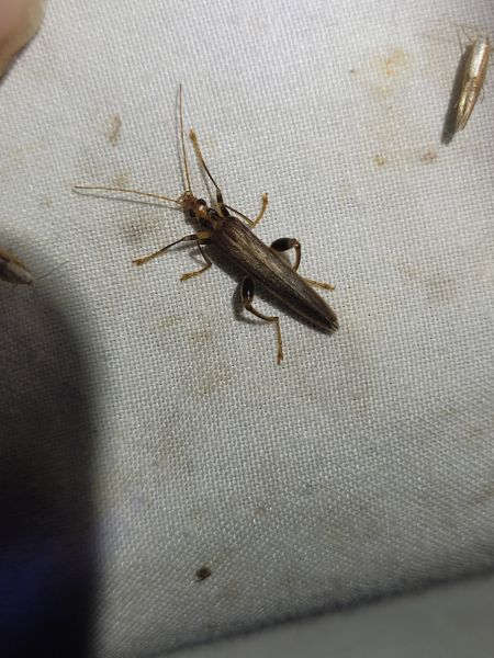 Oedemera femoralis  - Thomas Lux