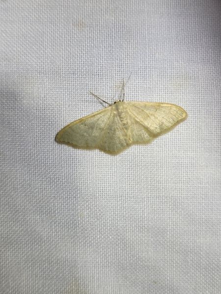 Idaea straminata  - Thomas Lux