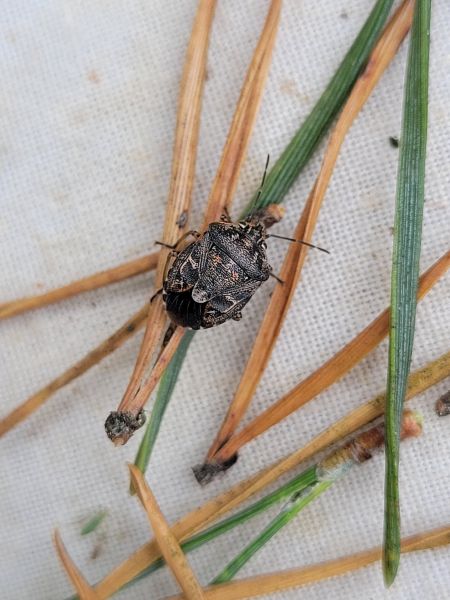 Holcogaster fibulata  - Thomas Lux