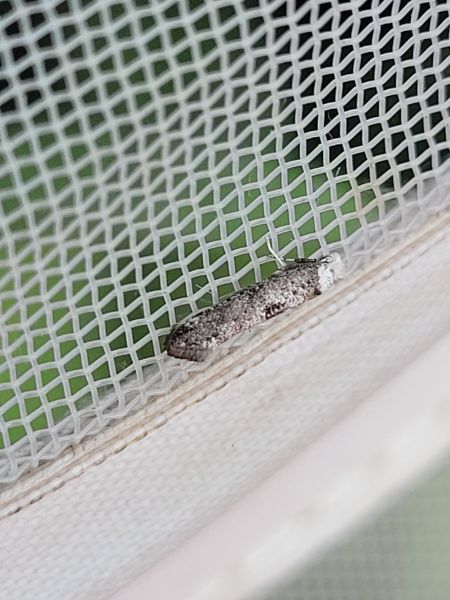 Paraswammerdamia albicapitella  - Thomas Lux
