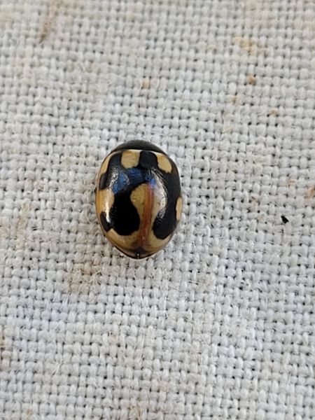 Coccinella hieroglyphica  - Thomas Lux