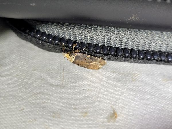 Agonopterix liturosa  - Thomas Lux