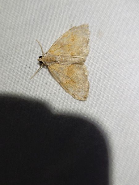 Pennithera firmata  - Thomas Lux