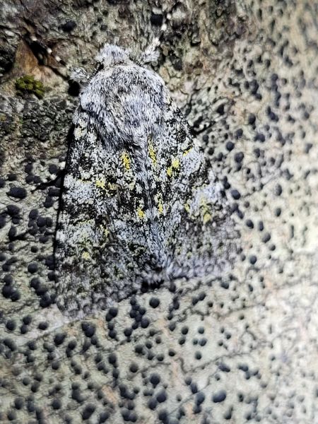 Polymixis xanthomista  - Thomas Lux