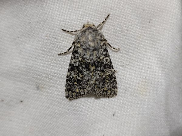Polymixis xanthomista  - Thomas Lux